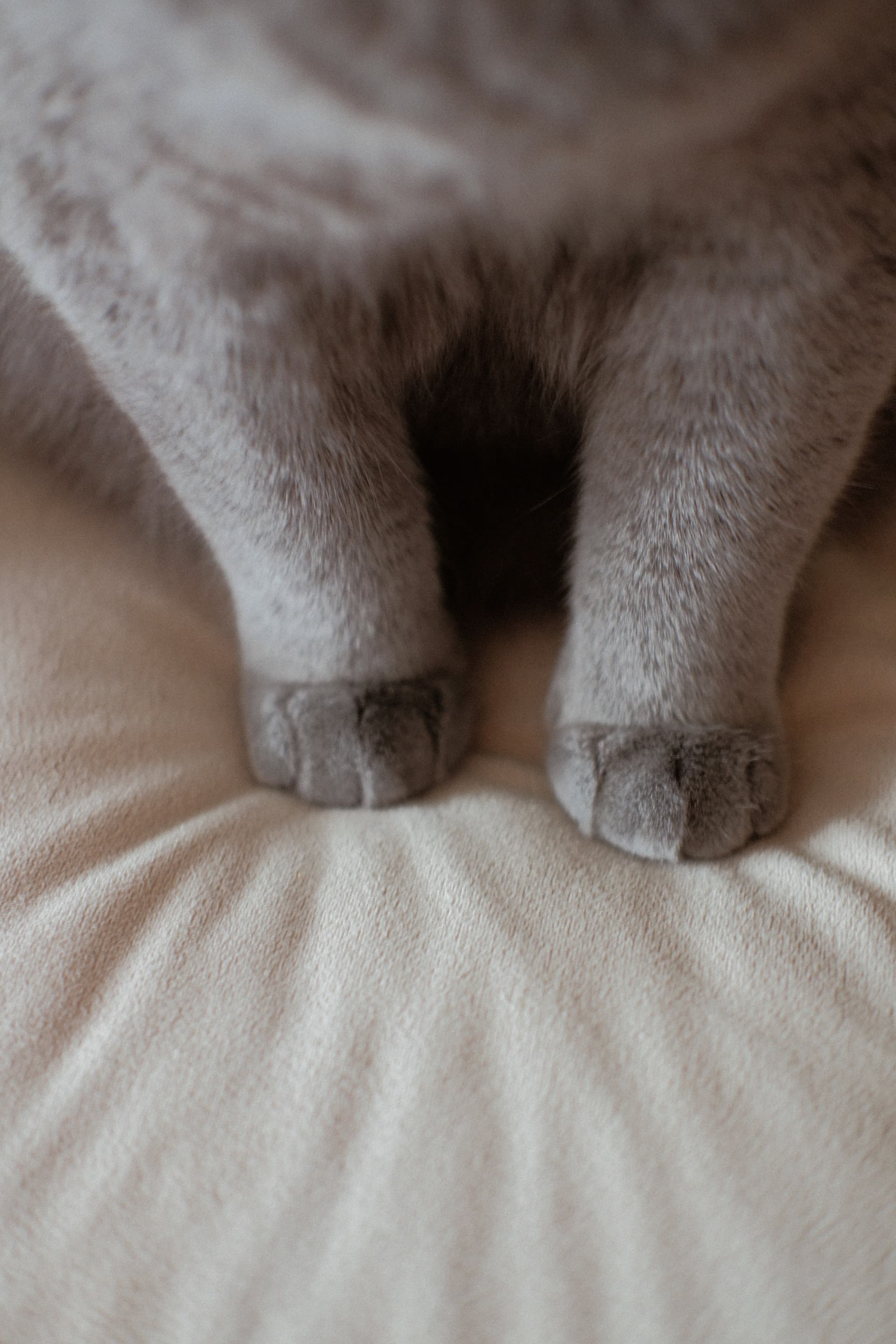 a grey cat sitting on top of a white pillow by Kate Mishchankova