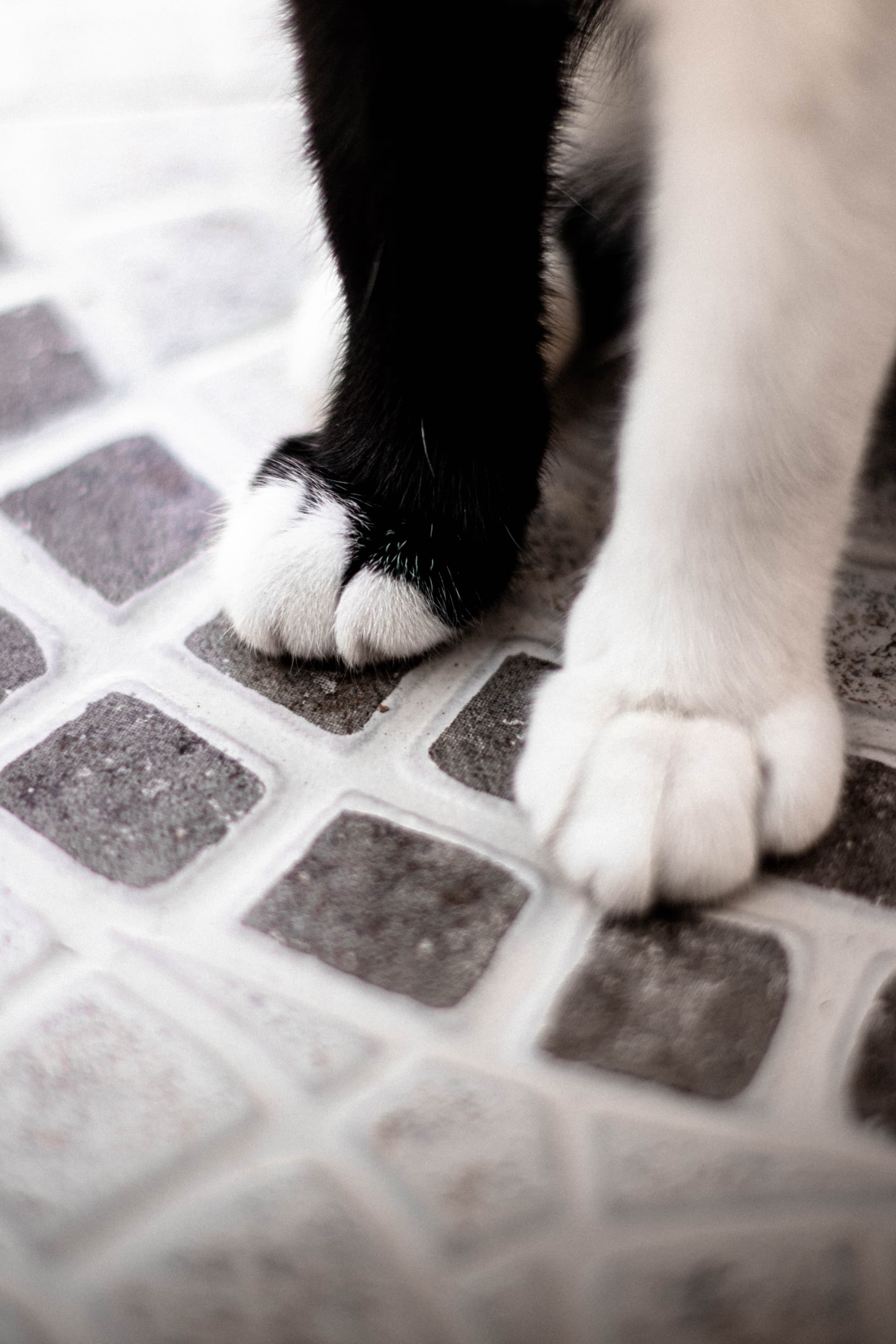 white and black short fur cat by Maria Cecilia D Andrea